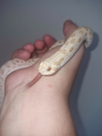 Young hognose