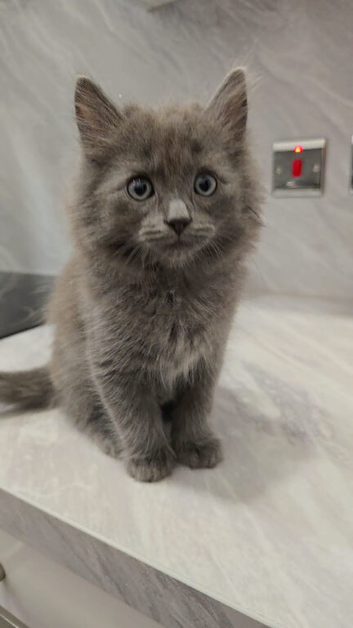 Gorgeous Fluffy Ragdoll-Cross Kittens