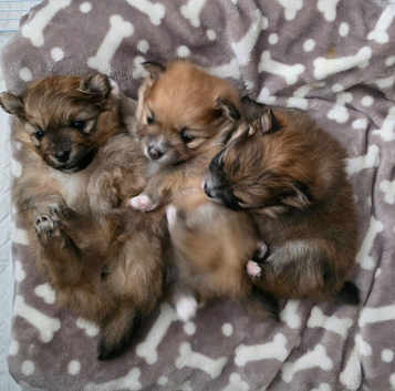 3 Beautiful Pomeranian Girls