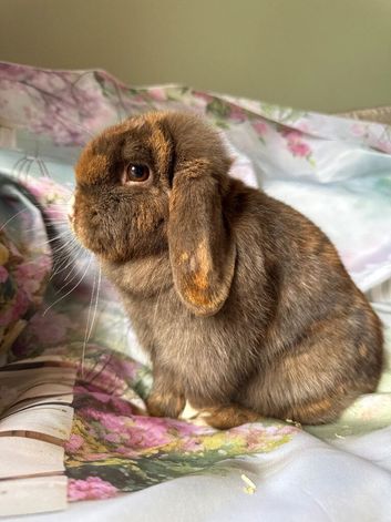 Adults and babies for sale pure bred mini lops