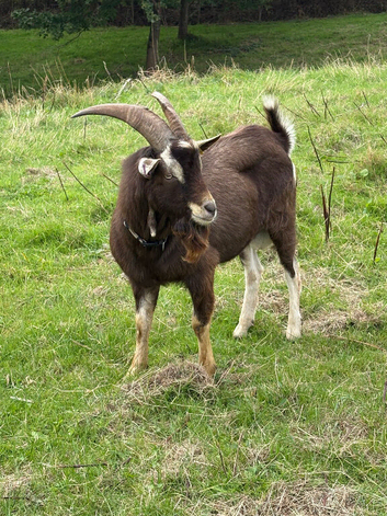 Billy Goat