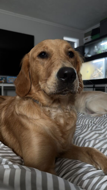 Beautiful Girl for Rehome