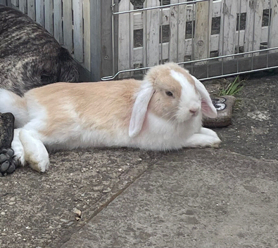 French lop buck