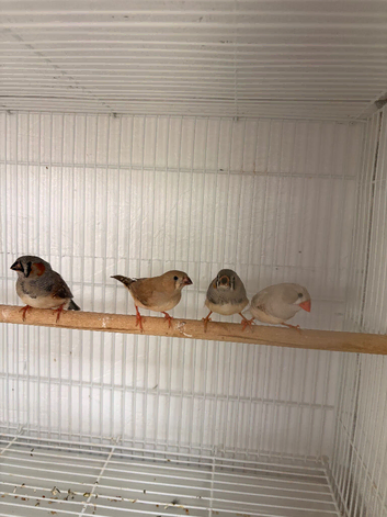 4 zebra finches for sale