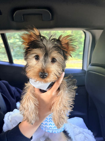 12 week old male mini Yorkshire Terrier