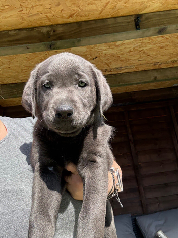 price drop on my last 3 Labrador pups