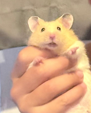 Syrian hamster 4 months old with cage & accessories