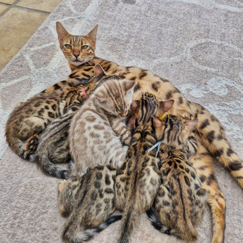 Bengal kittens looking for their forever home