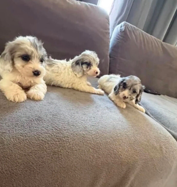 Stunning cockpoo puppies