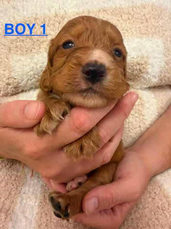 Cocker spaniel puppies