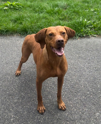 4 Year Old Male