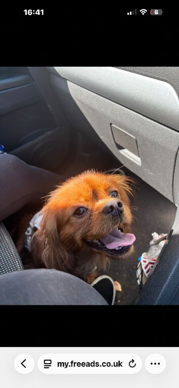 Cavalier King Charles
