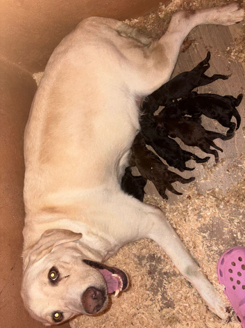 ONLY 4 LEFT Kc registered Labradors