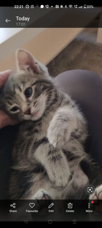 Gorgeous Tabby kittens 9 weeks