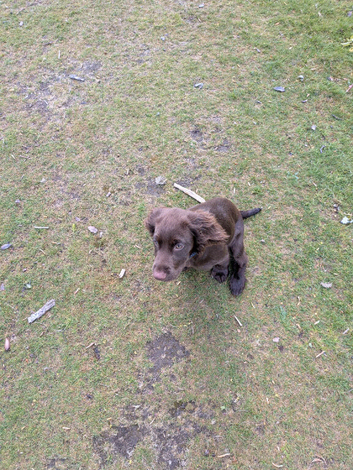 Sprocker Spaniel Looking for New Home
