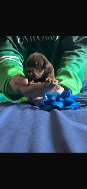 Outstanding pedigree Doberman puppy&rsquo;s