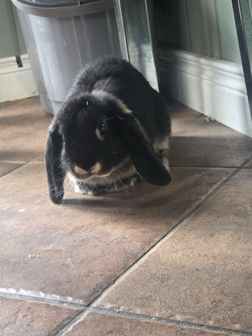 Mini lop bunnies