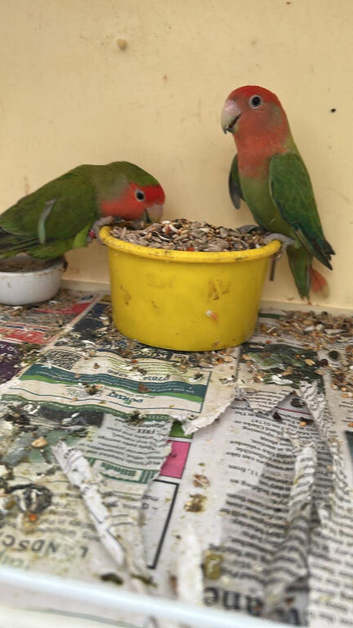 2 love birds pair