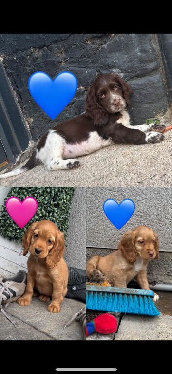 Cocker spaniels