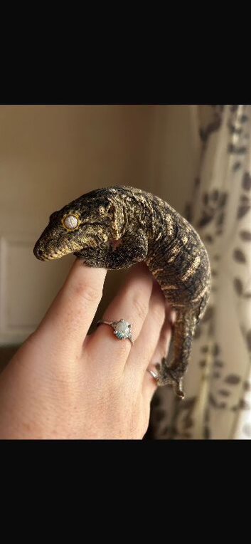 2 young leachianus geckos for sale