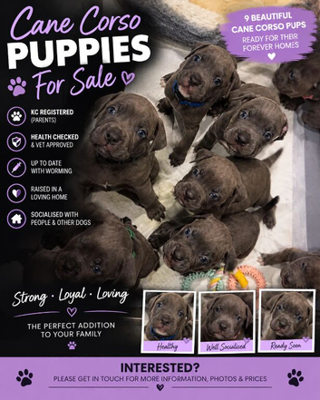 Cane corso puppies