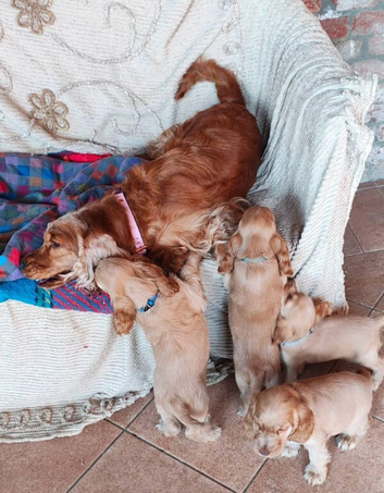 Quality DNA Cocker Spaniel Puppies Boys-Girls