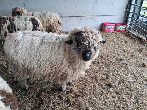 Shearling Valais X ewes