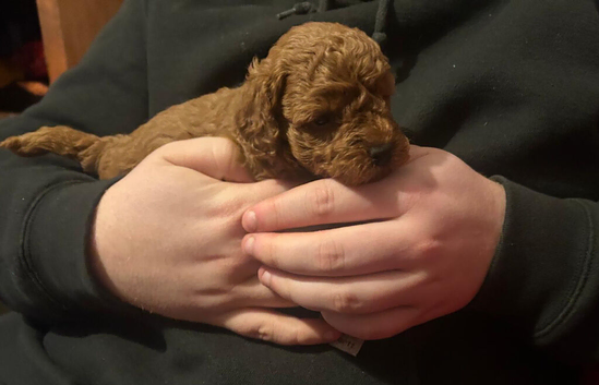 Fox red boy Royal Kennel Club registered, prcd pra clear. Parents are both family pets.