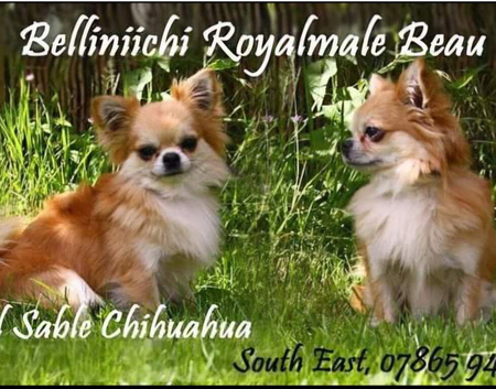 Beautiful golden sabel boy