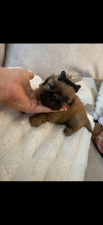 Two Beautiful Shih Tzu Puppies