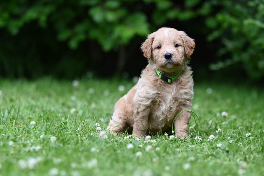 *Ready now* Health Tested Goldendoodles