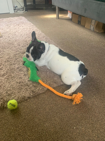 Bruno