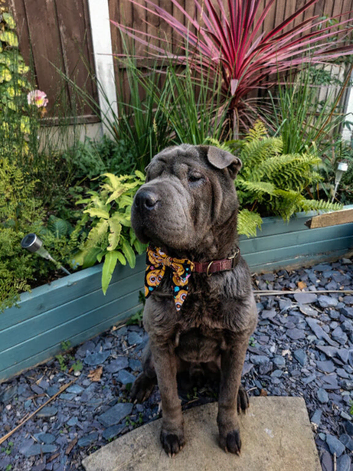 Two year old male shar pei