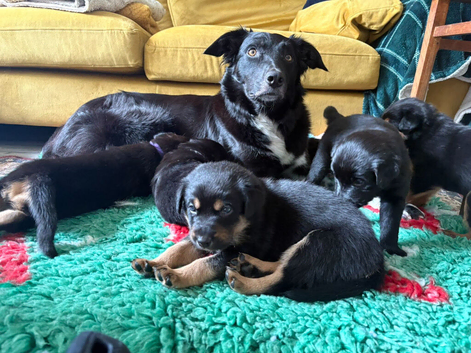 Border collie cross german shepherd Rottweiler