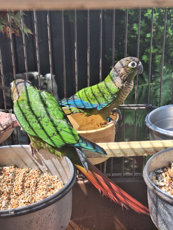 Trio  beautiful conures