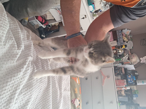 3 bengal cross kittens