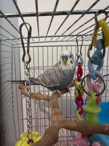 Budgie