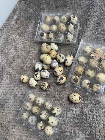 Coturnix Quail eggs for hatching or eating