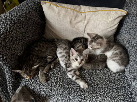 Fluffy bengals