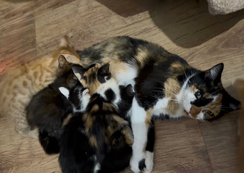 Beautiful kittens ready for loving homes