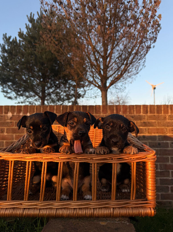 wen lock puppies