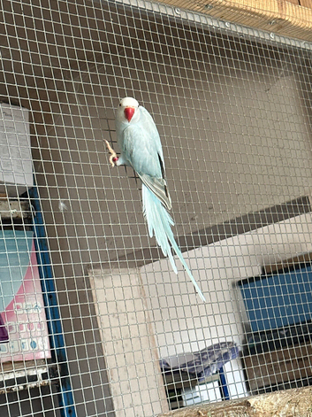 Ring neck pair clear tail male and palid female