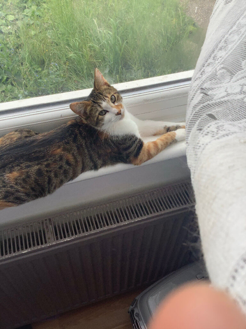 Kittens