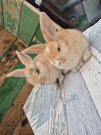 Lion/lop kits for sale