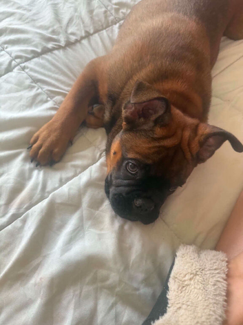 Rare breed English bull chow