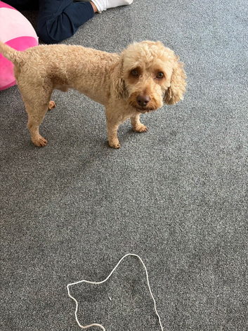 A beautiful male cockapoo called Bailey.