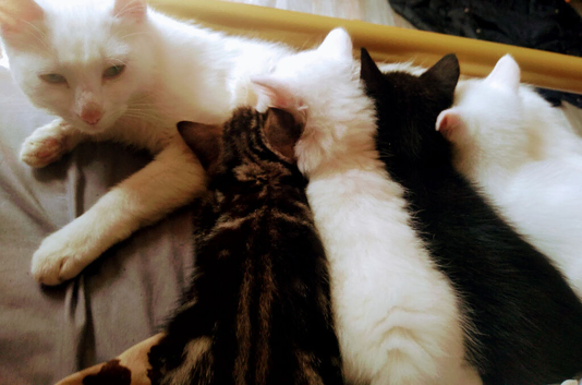 Kittens Ready to leave