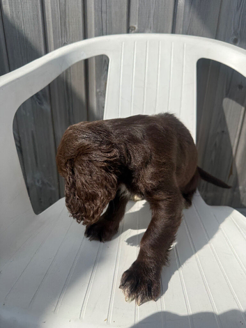 Boy sprocket pup