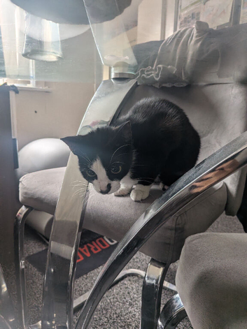 Kitten need new home