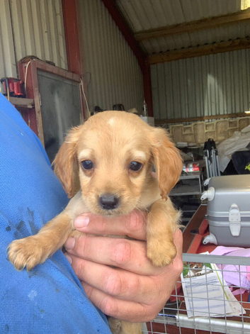 Labrador puppies